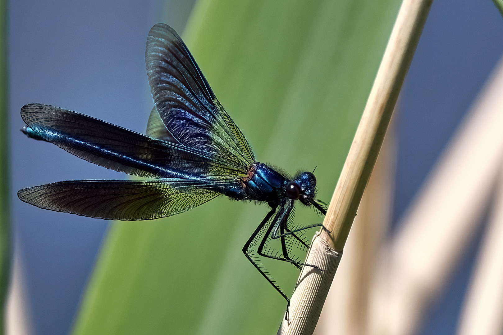 Geänderte Prachtlibelle