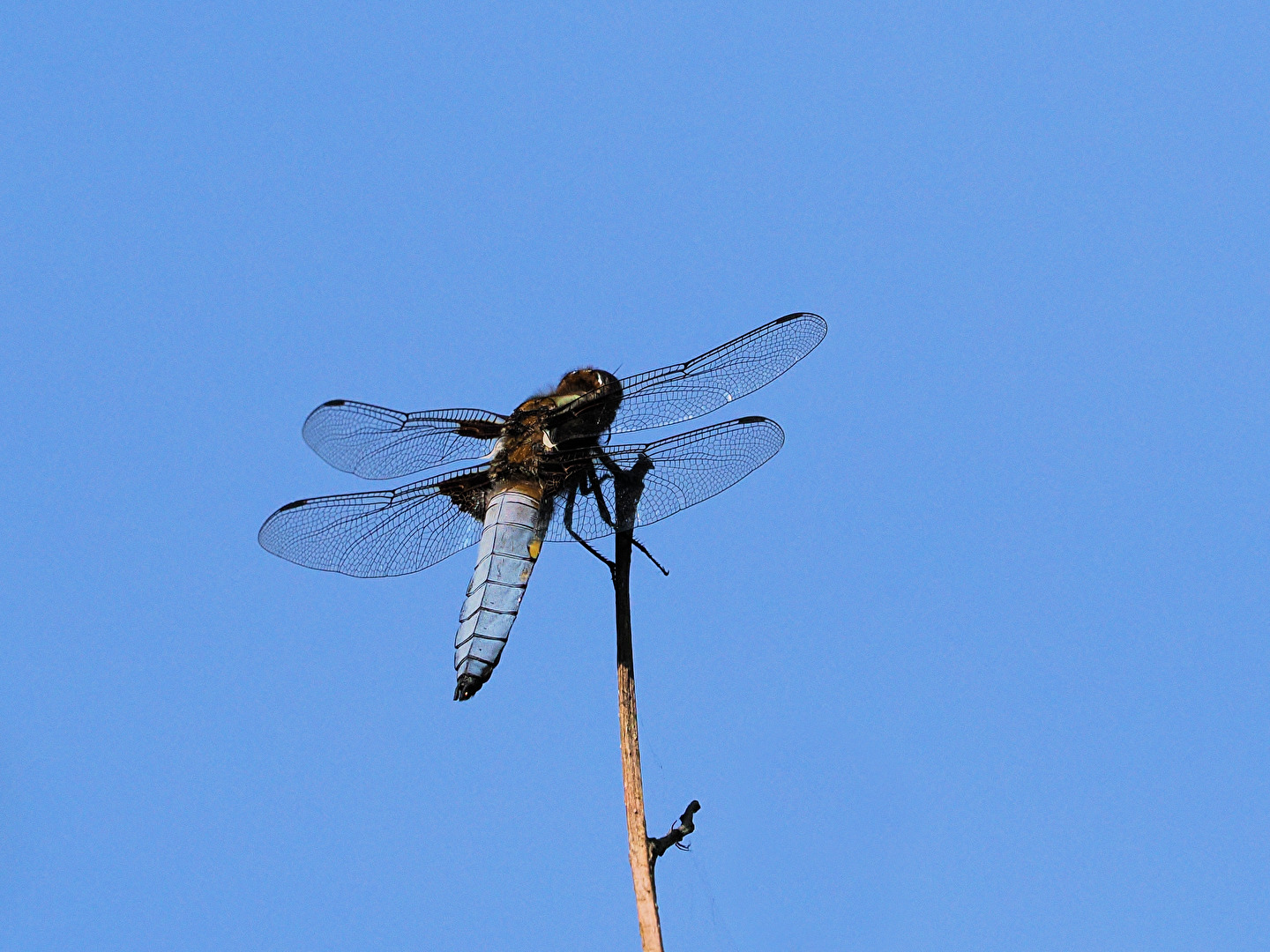 Plattbauch Libelle (Libellula depressa) Männchen