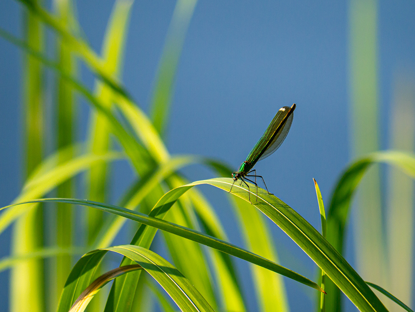 Libelle im Abendlicht