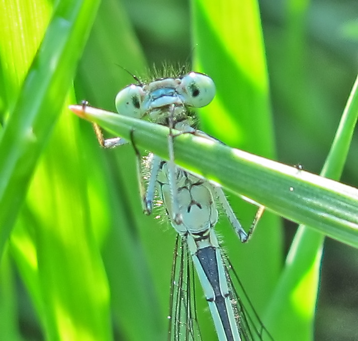 Blaue Federlibelle