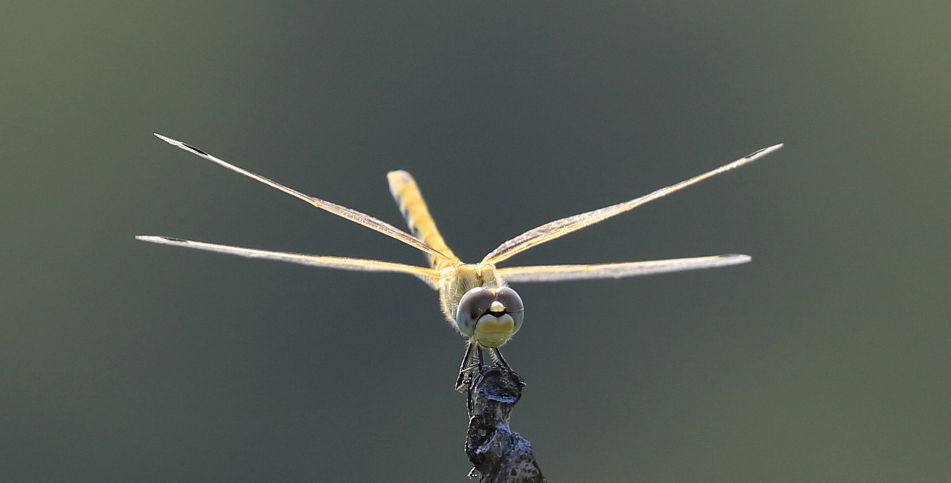 Der Flieger