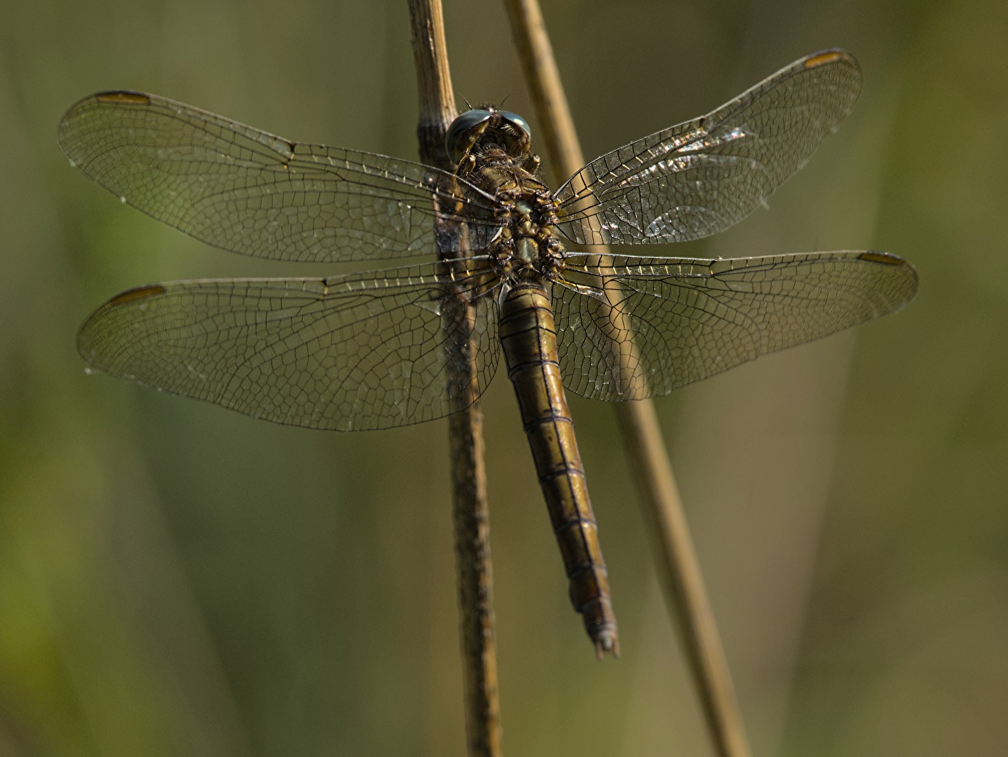 Makro - ...those chopsticks are a little too big...