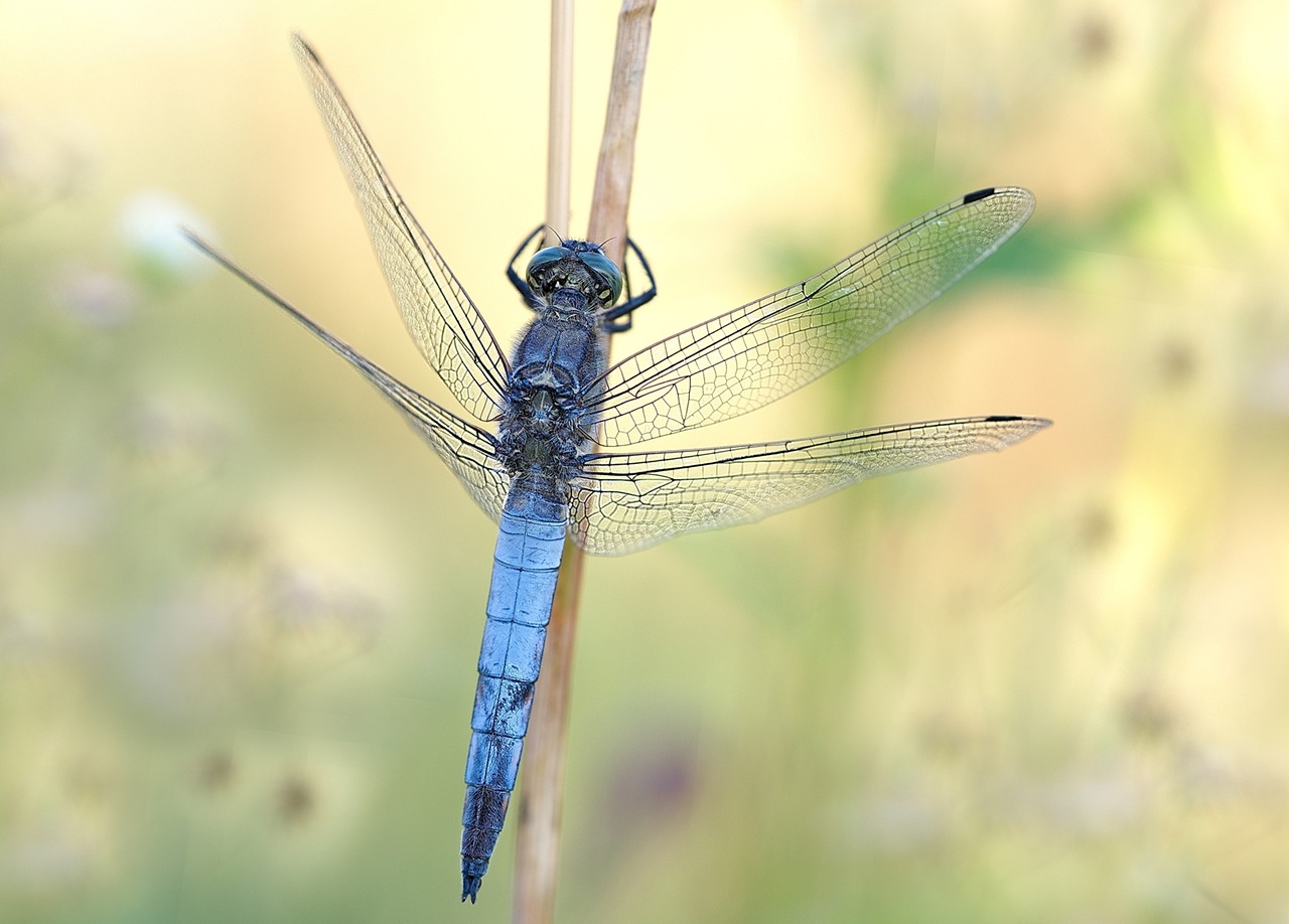 Libelle am Morgen