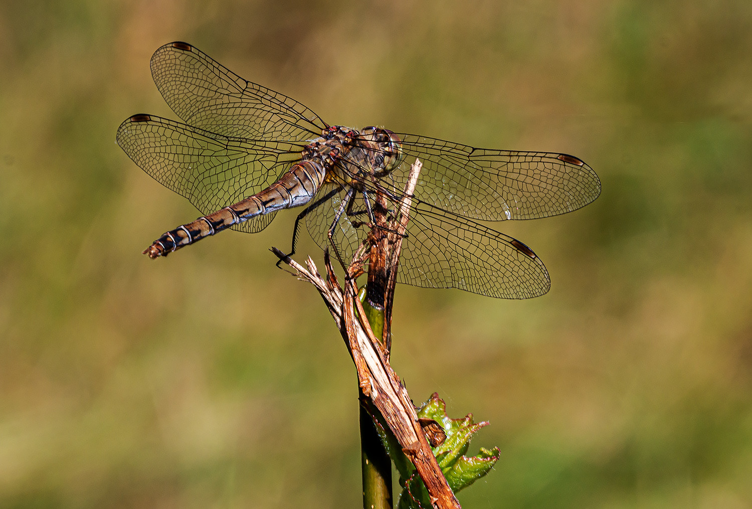 Große Heidelibelle (Sympetrum sanguineum)