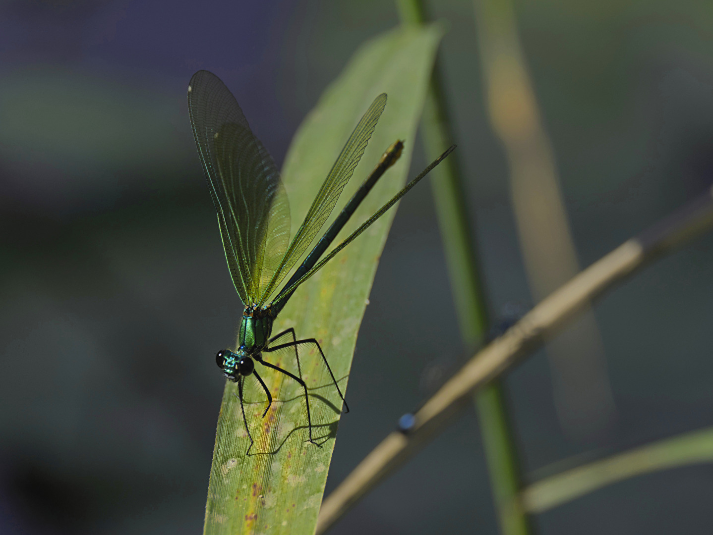 libellule alcacienne