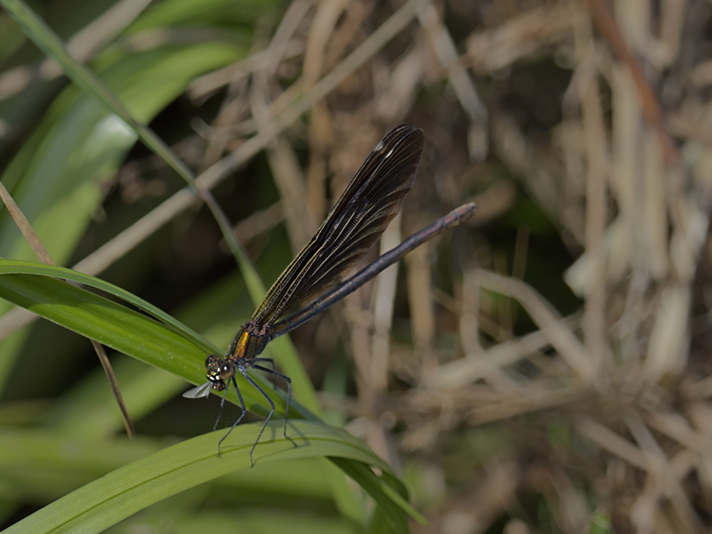 Blauflügel-Prachtlibelle (f)