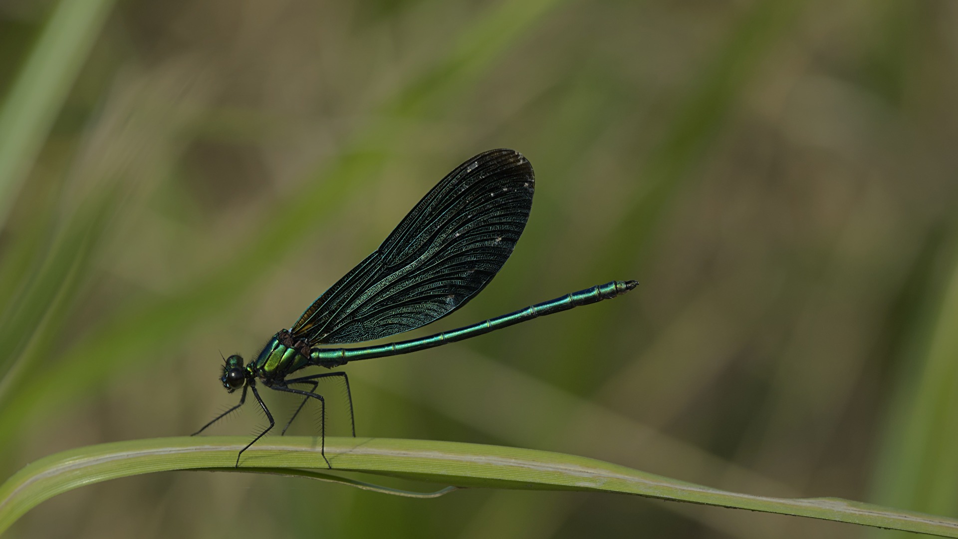 Calopteryx virgo (m)