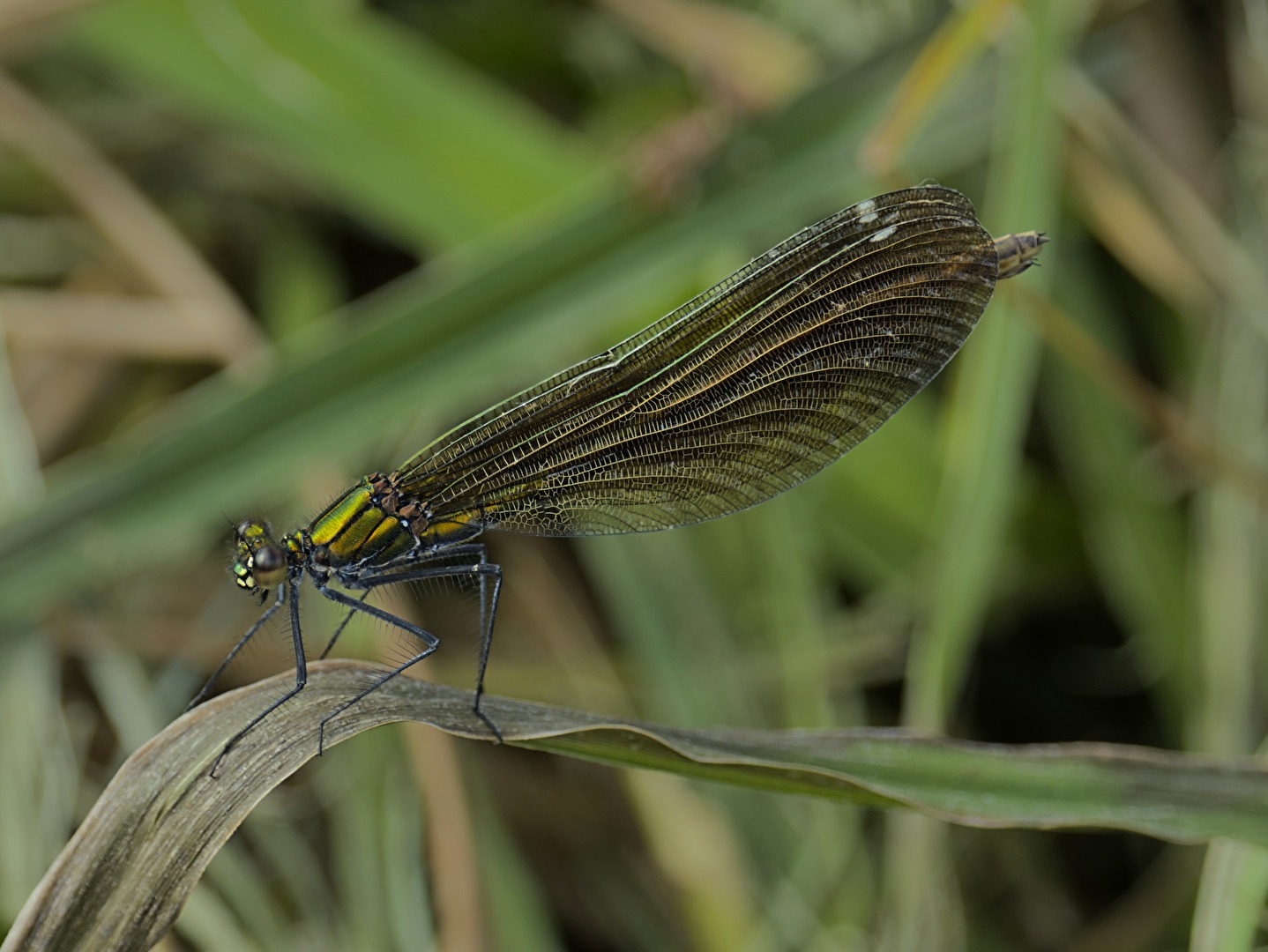 Calopteryx virgo (f)