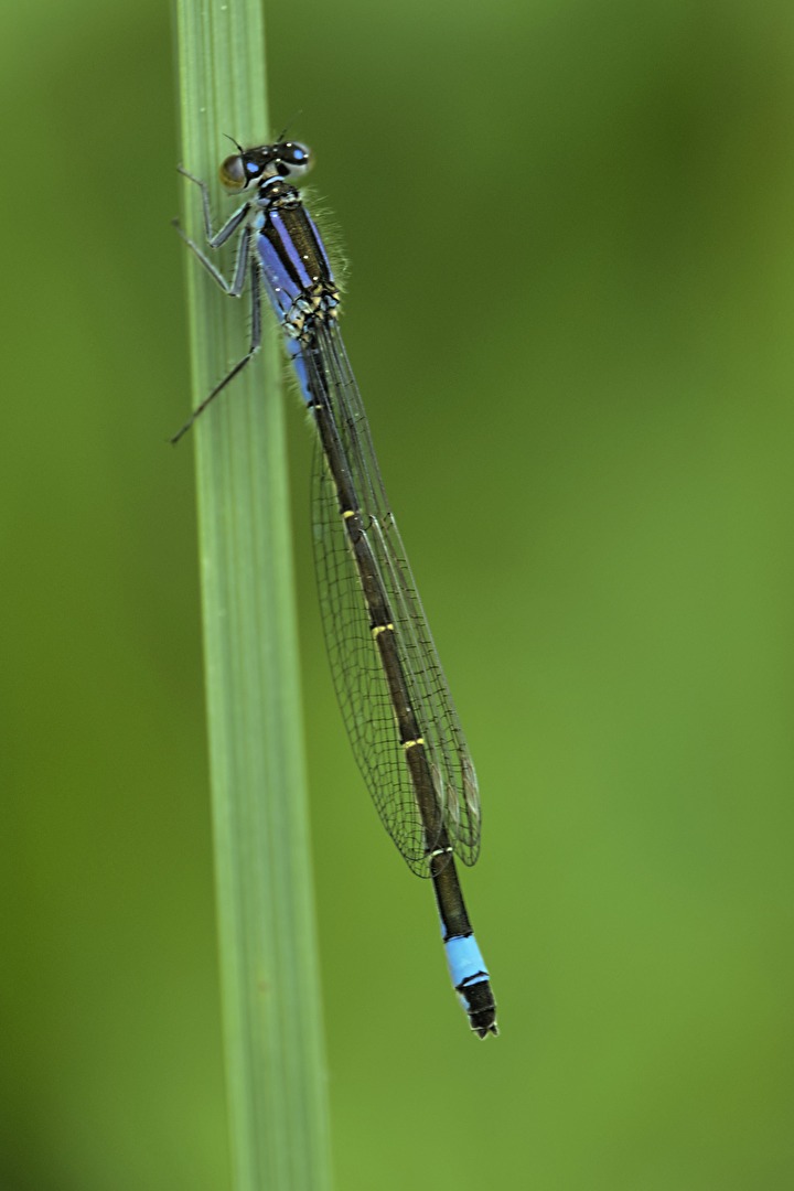 Ischnura elegans