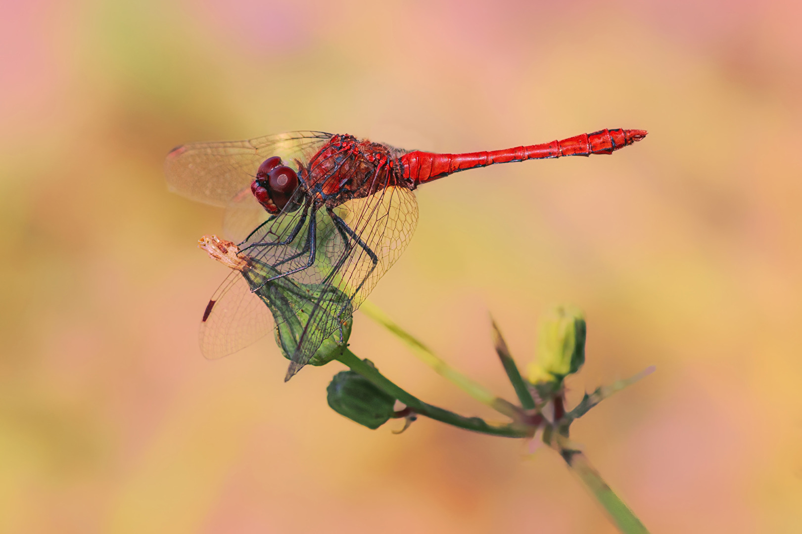 Blutrote Heidelibelle