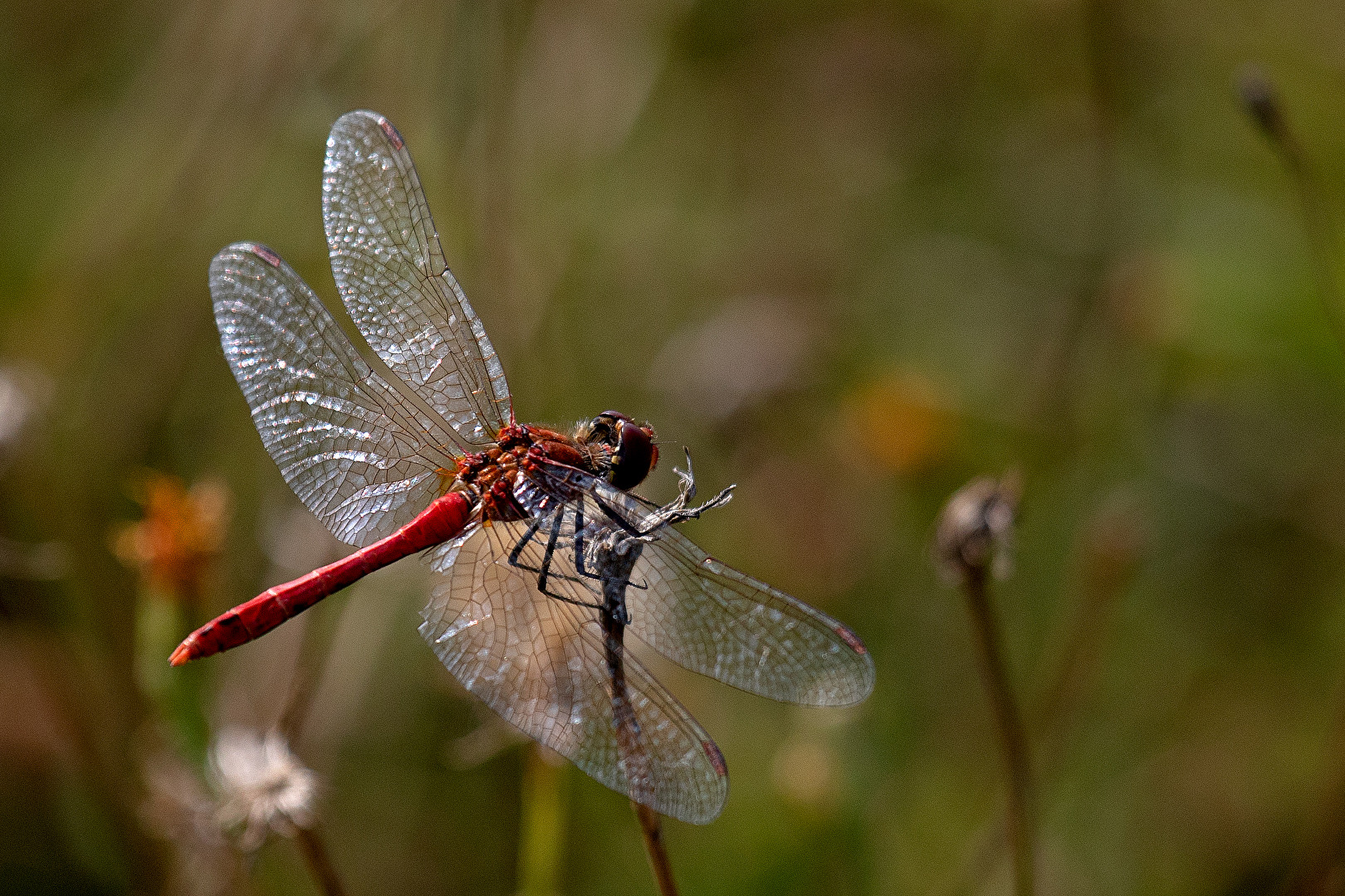 Die Blutrote Heidelibelle