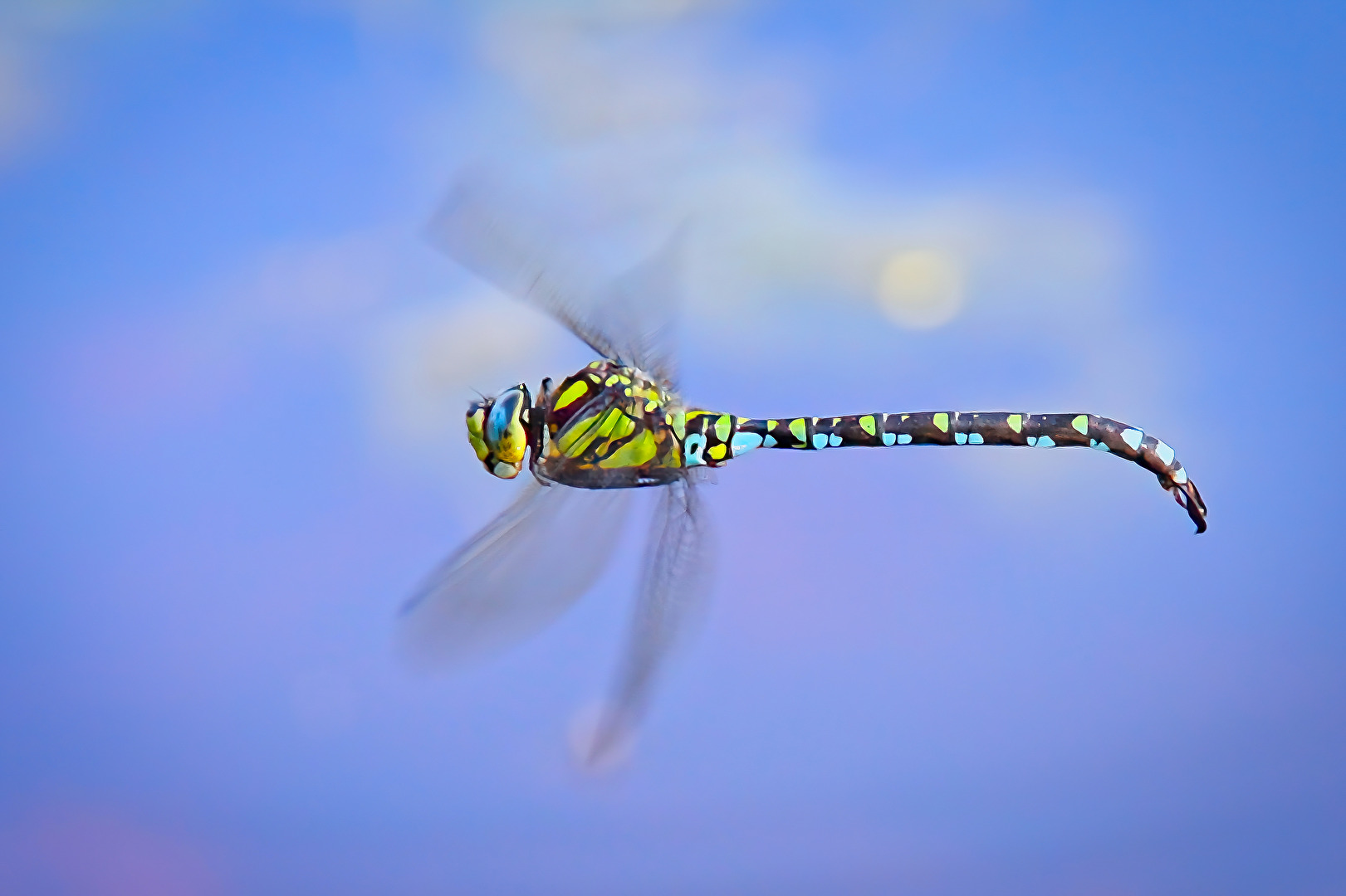 Blaugrüne Mosikjungfer