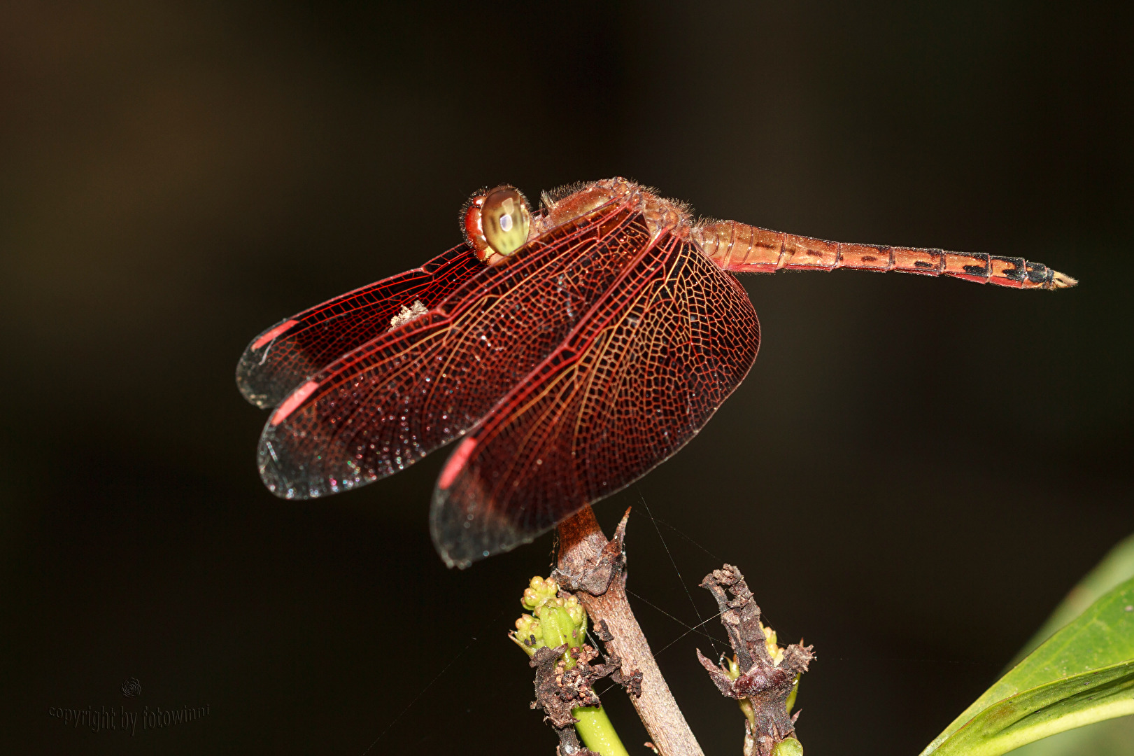 Bali - rote Libelle