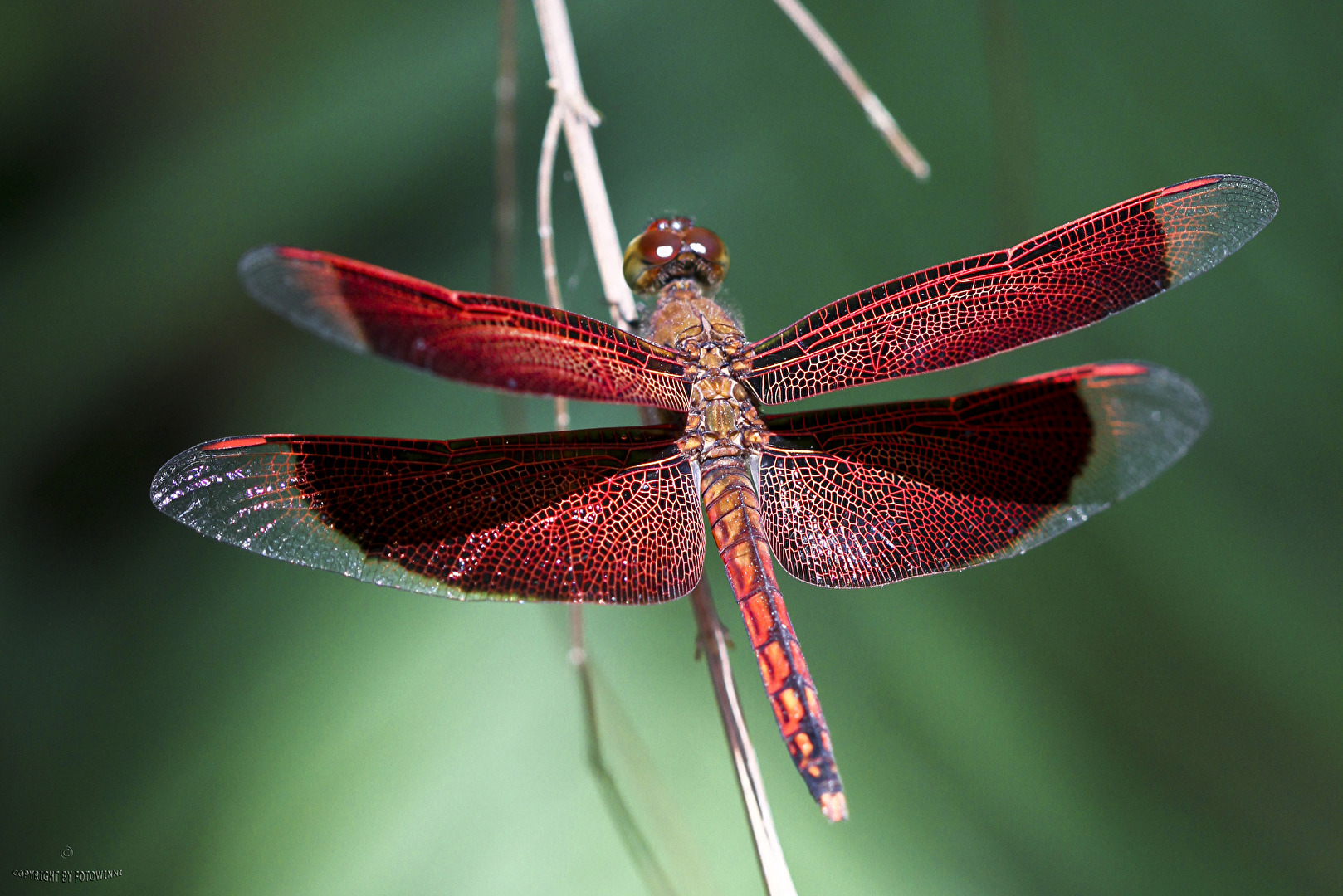my Lady in Red - mein liebstes und schwierigstes "Model" auf Bali