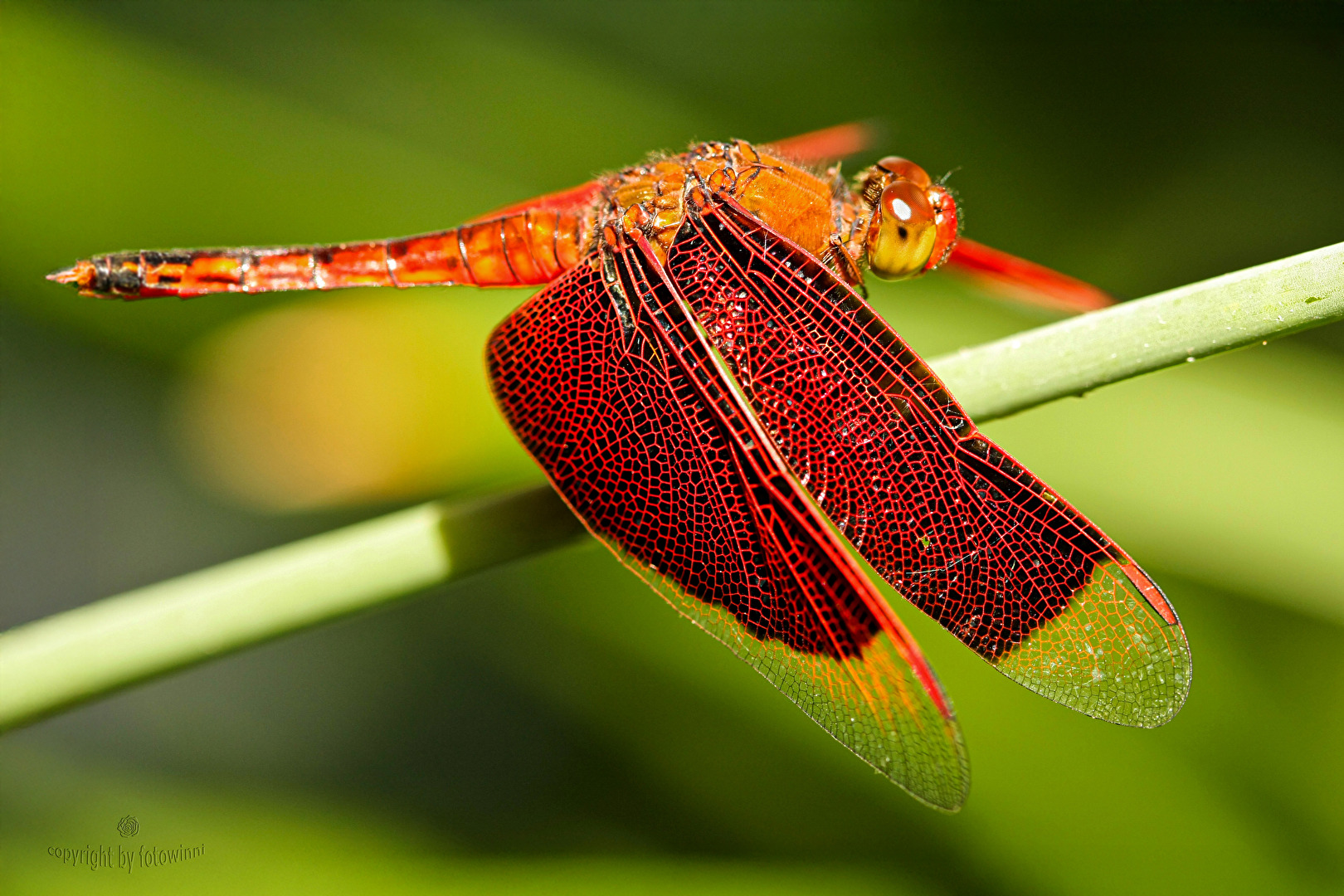 Bali - red Dragonfly