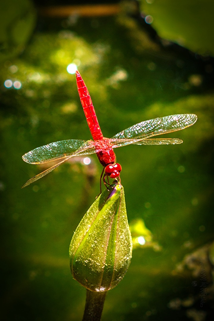 im Handstand - balinesische Libelle