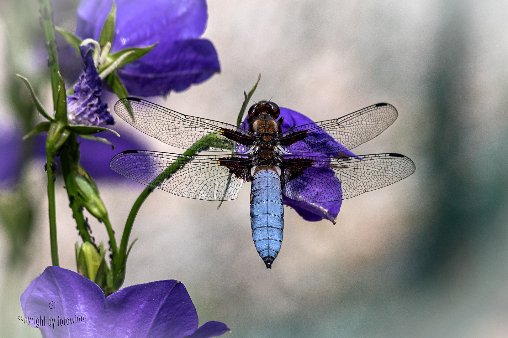 Libelle - Plattbauch