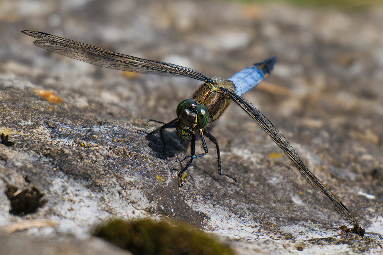 Libelle auf Stein