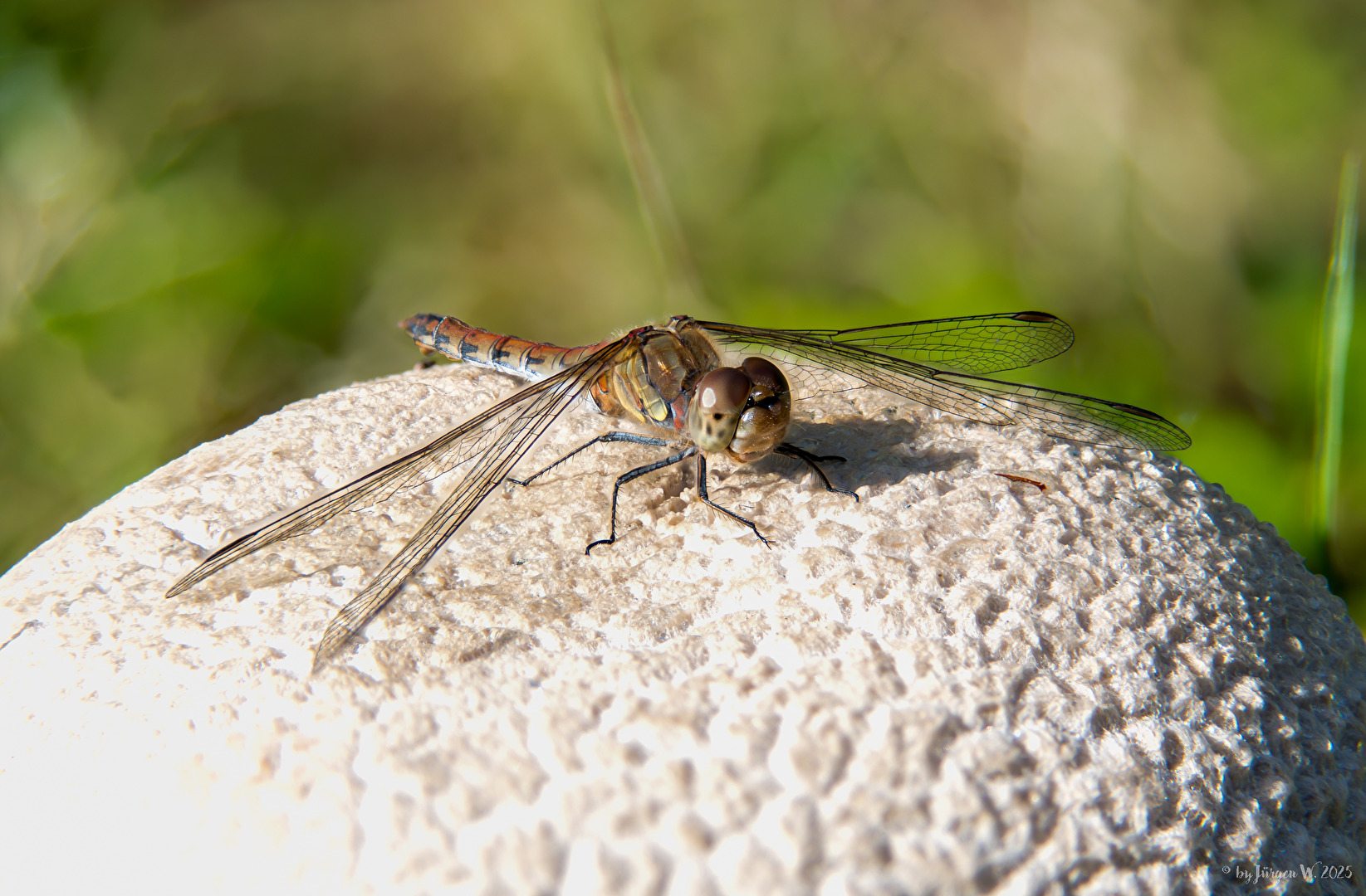 Heidelibelle (53 Bilder)