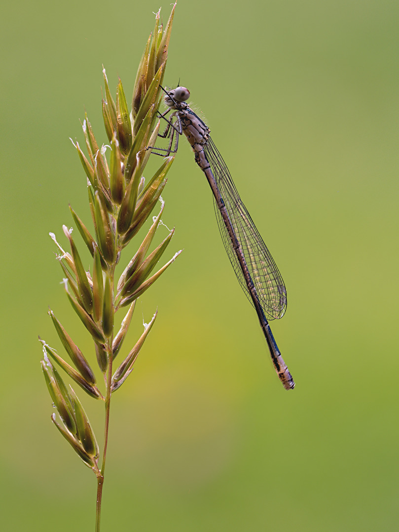 Große Pechlibelle