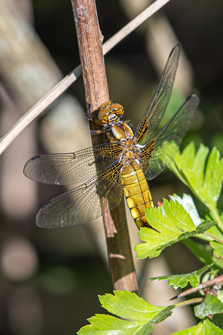 Plattbauch (Weibchen)