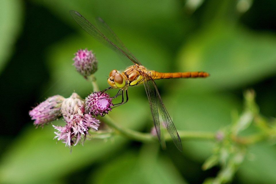 Libellen in Deutschland !