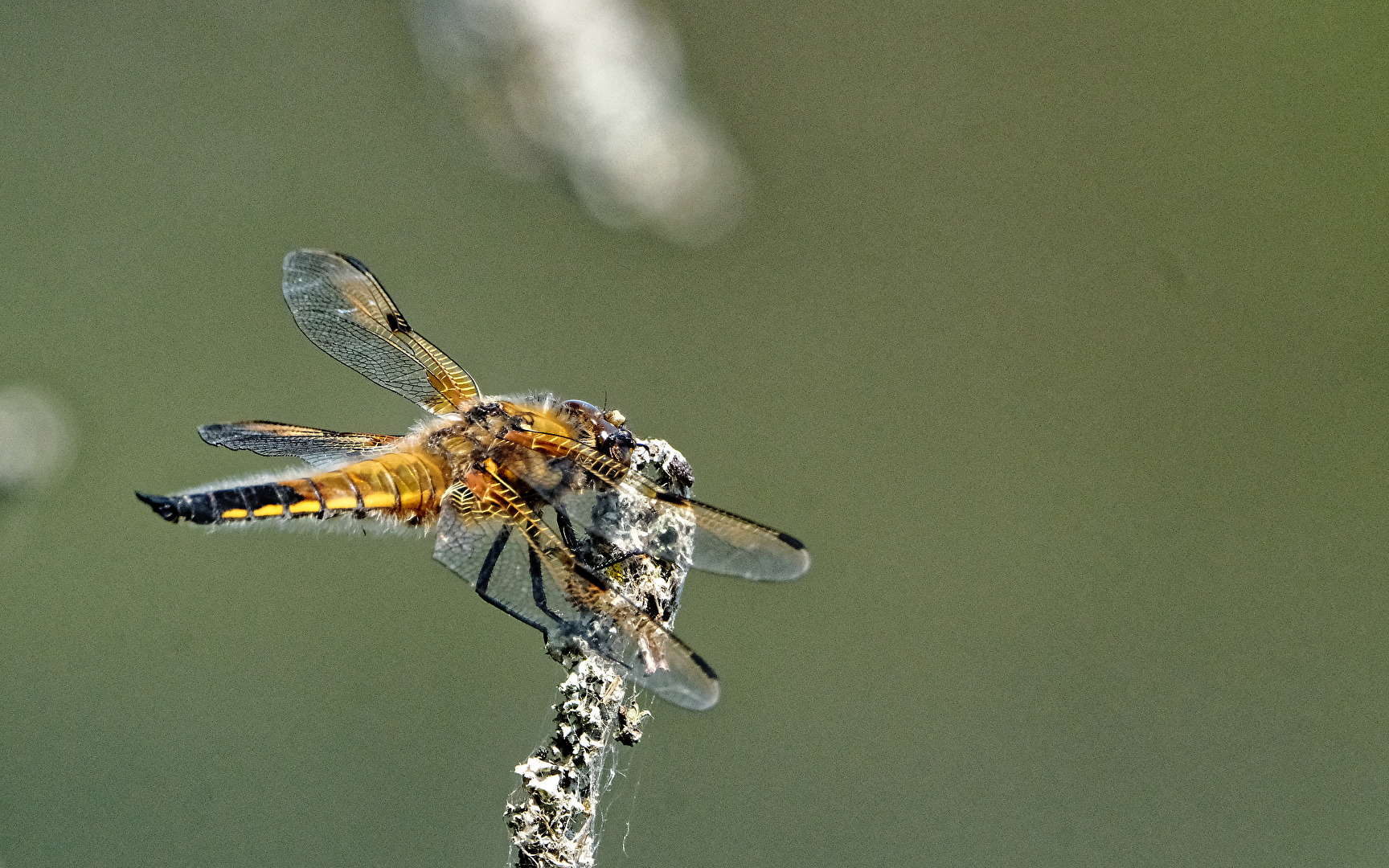 Vierfleck-Libelle (Libellula quadrimaculata).