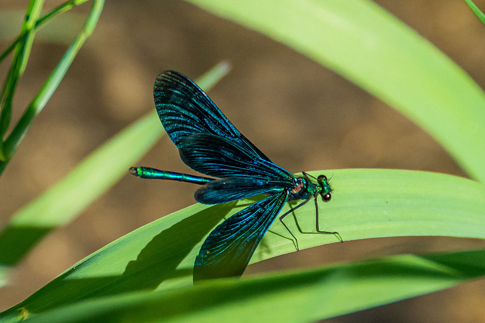 Blauflügel-Prachtlibelle