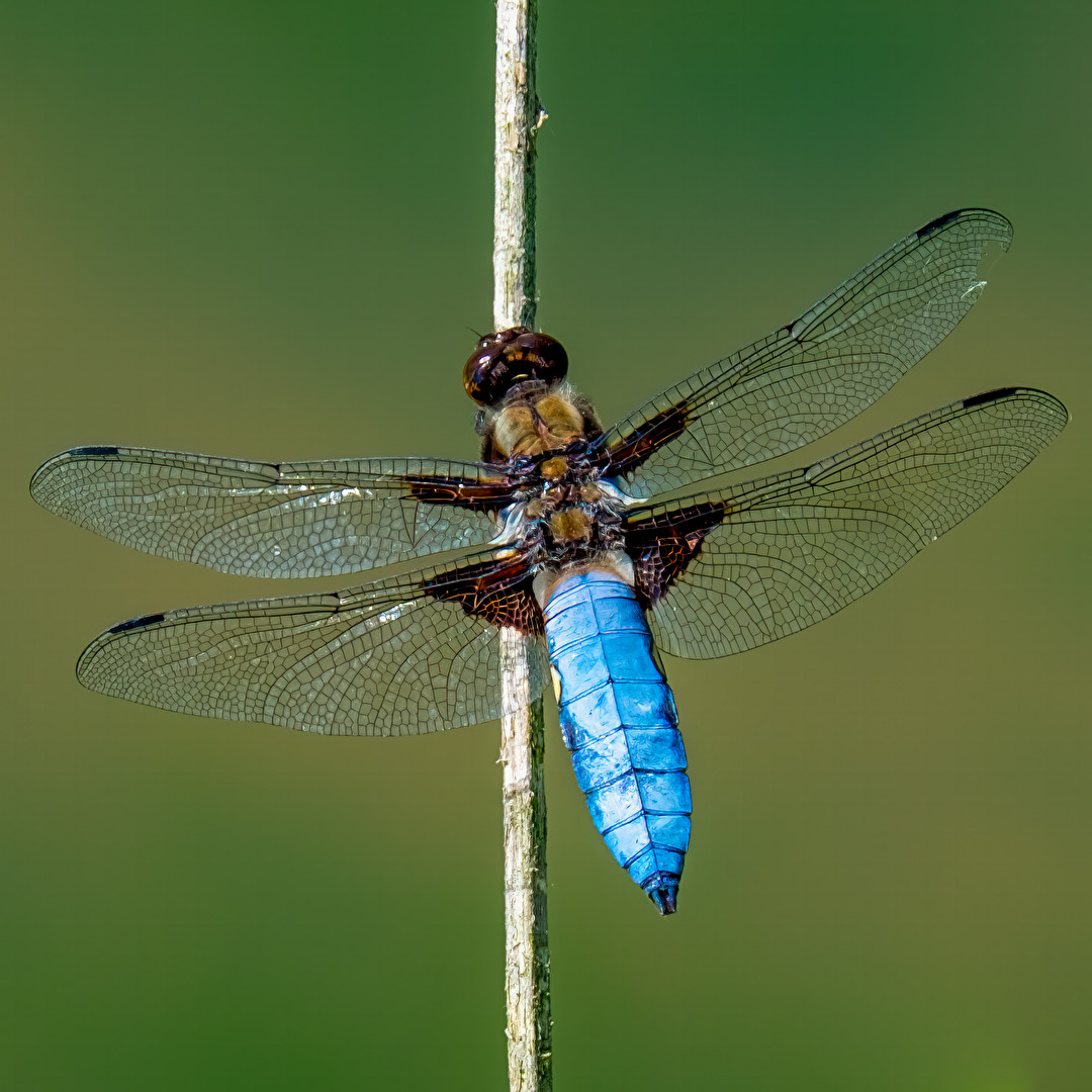 Libelle