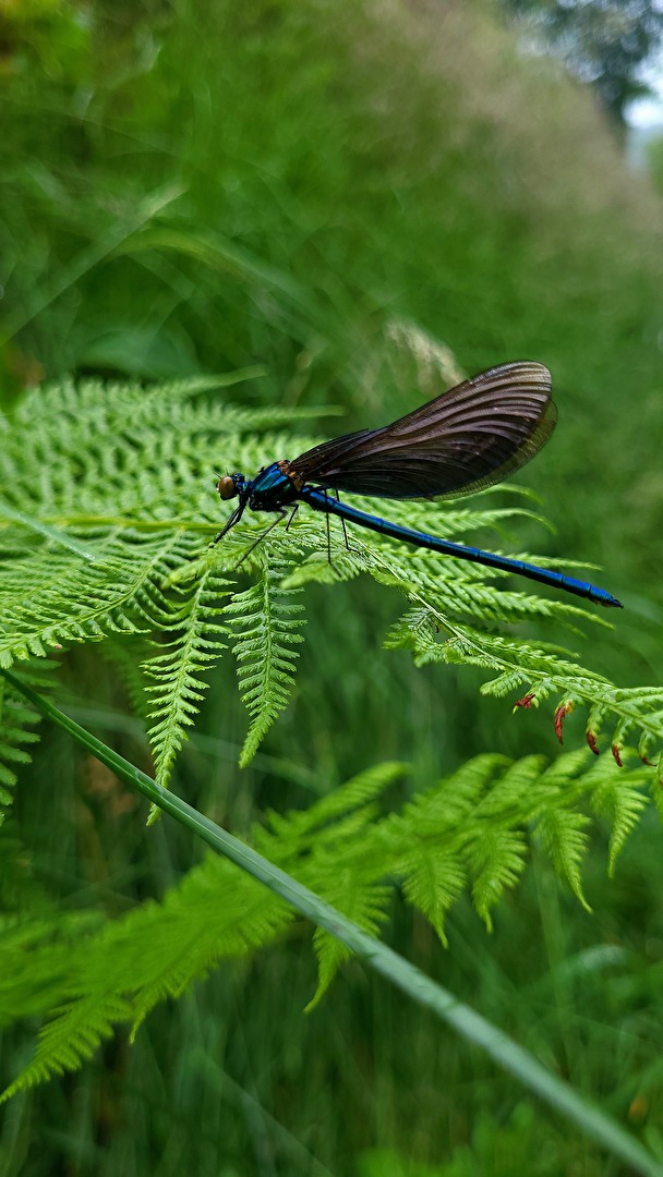 Libelle