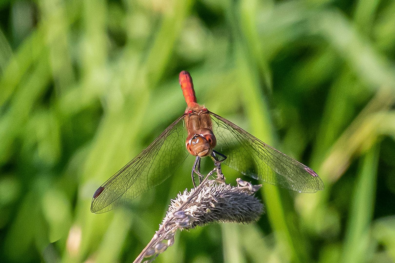 Blood-red dragonfly