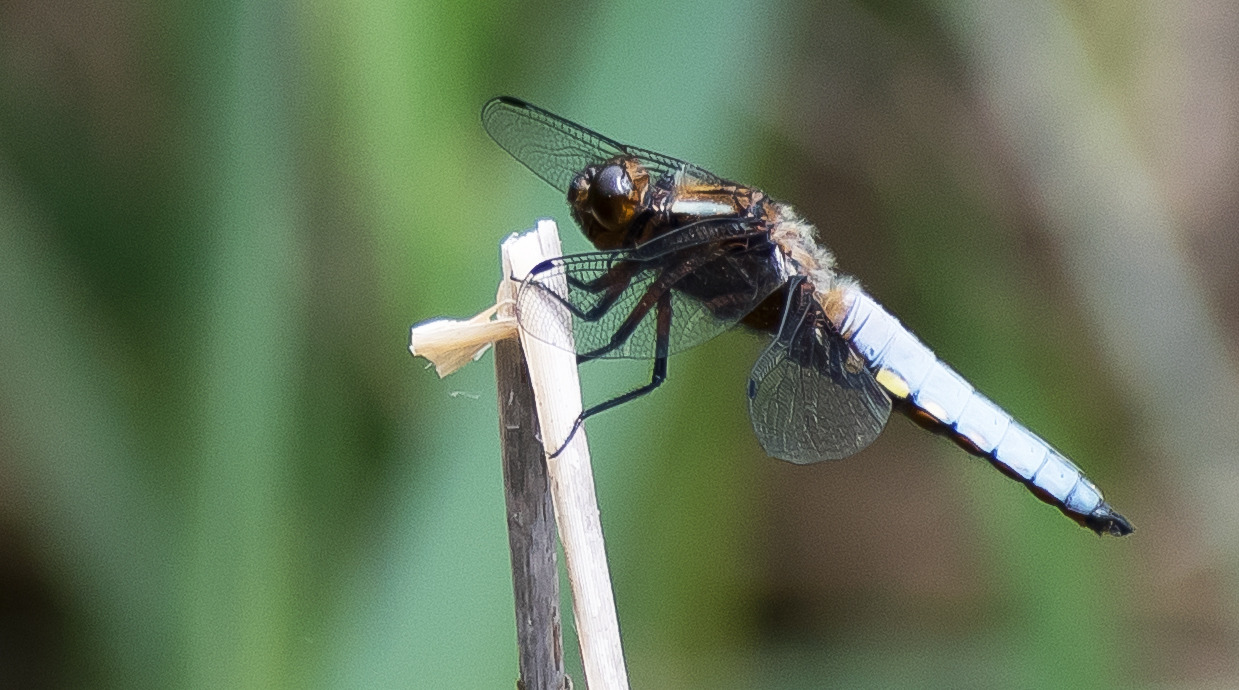 Großer Blaupfeil Orthetrum cancellatum