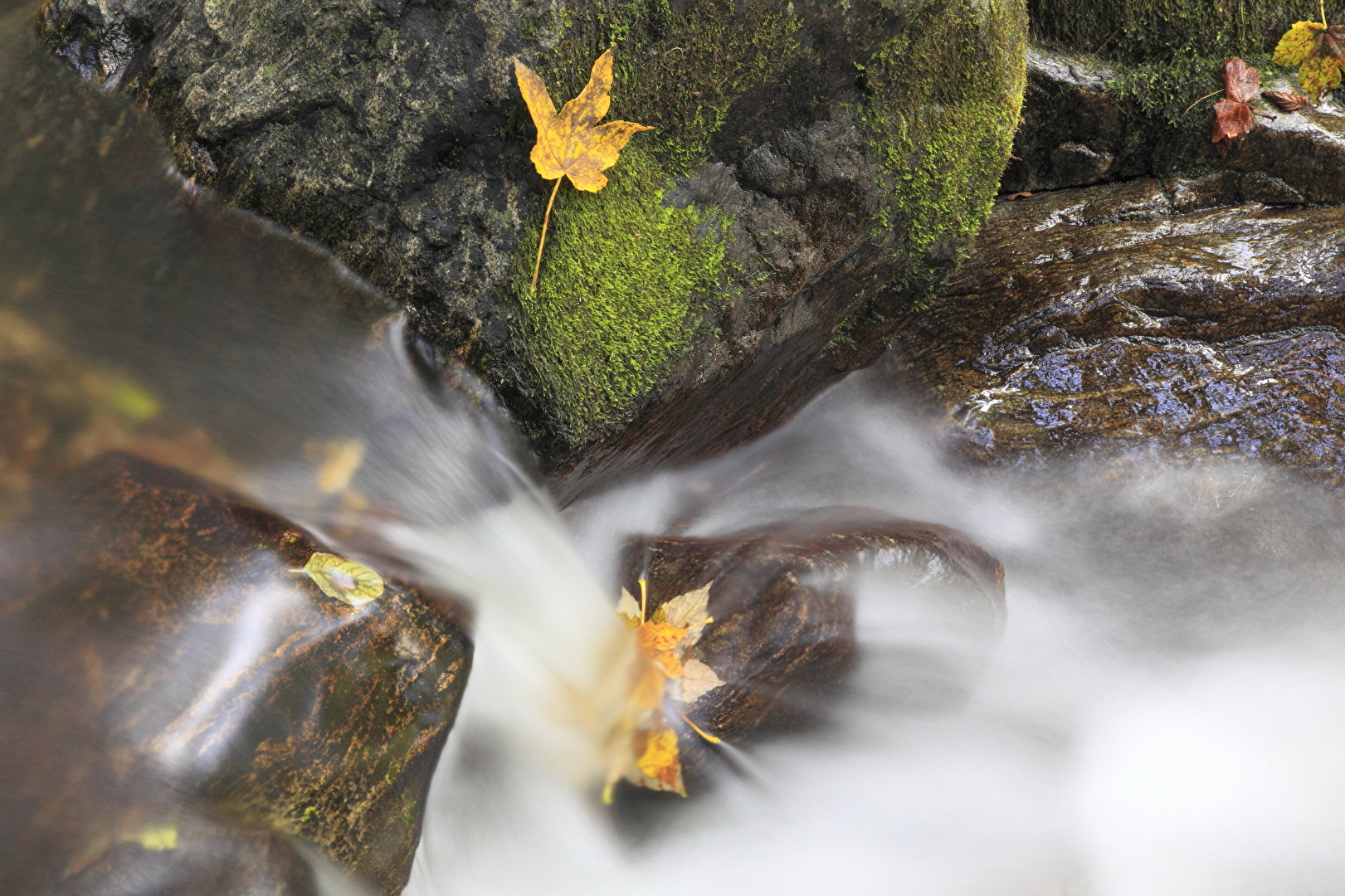 Bach im Schwarzwald