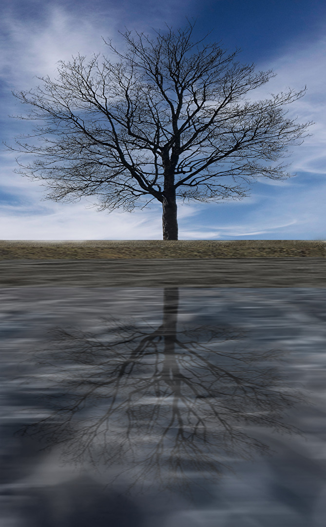 Baumspiegelung im Wasser