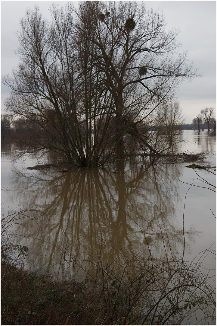 Rhein-Hochwasser im Urdenbacher Kämpen 3