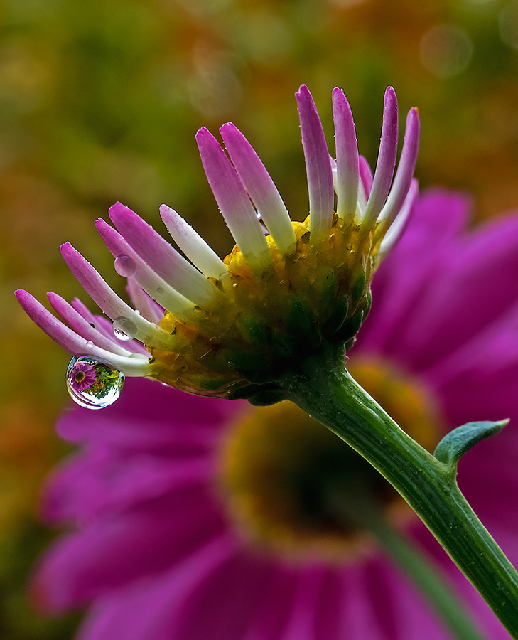 Die Blüte im Tropfen