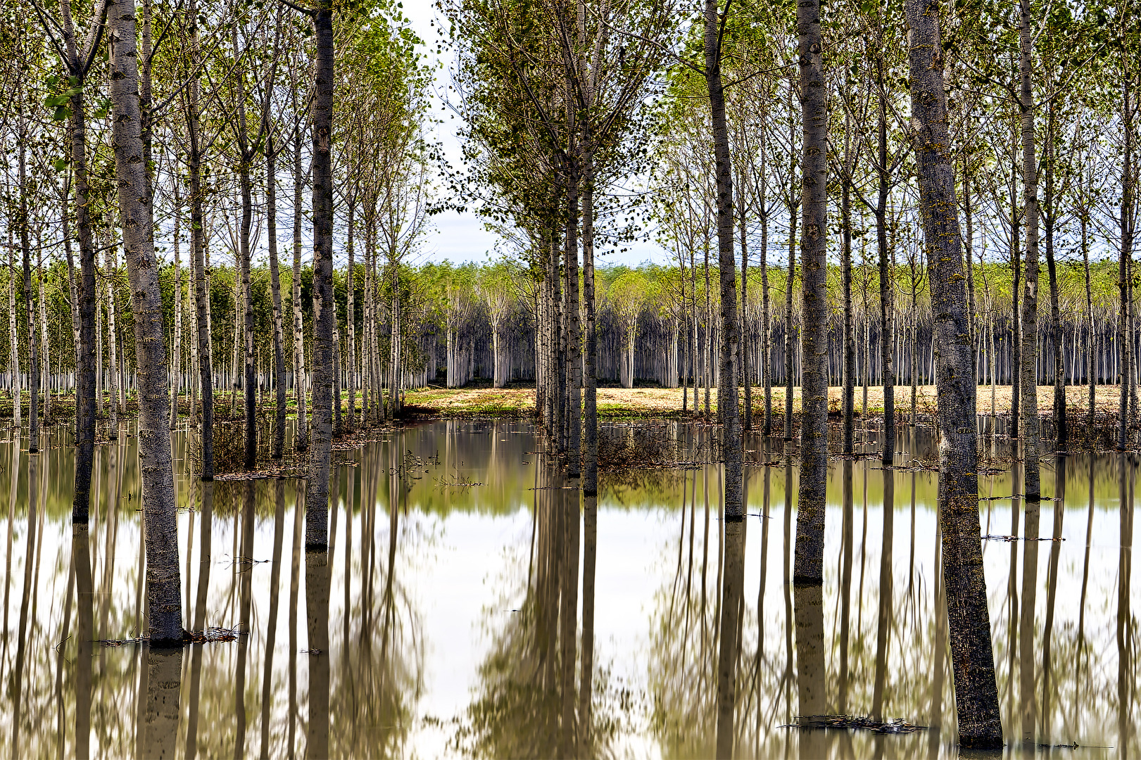 poplars forest