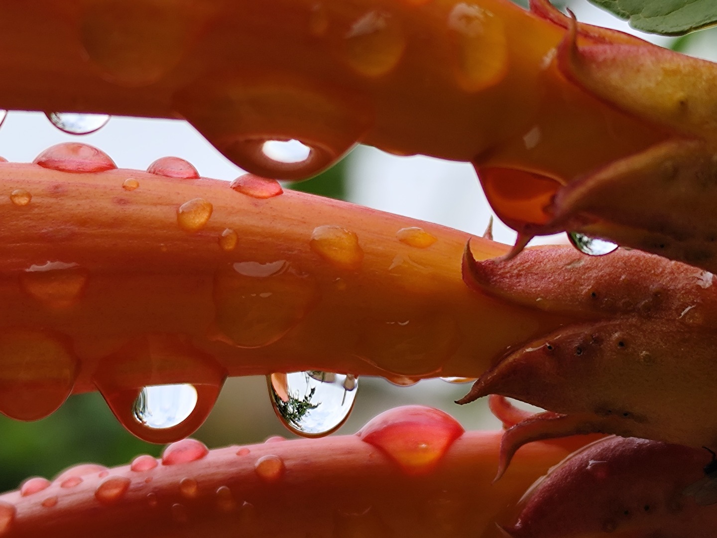 der Regen macht es möglich