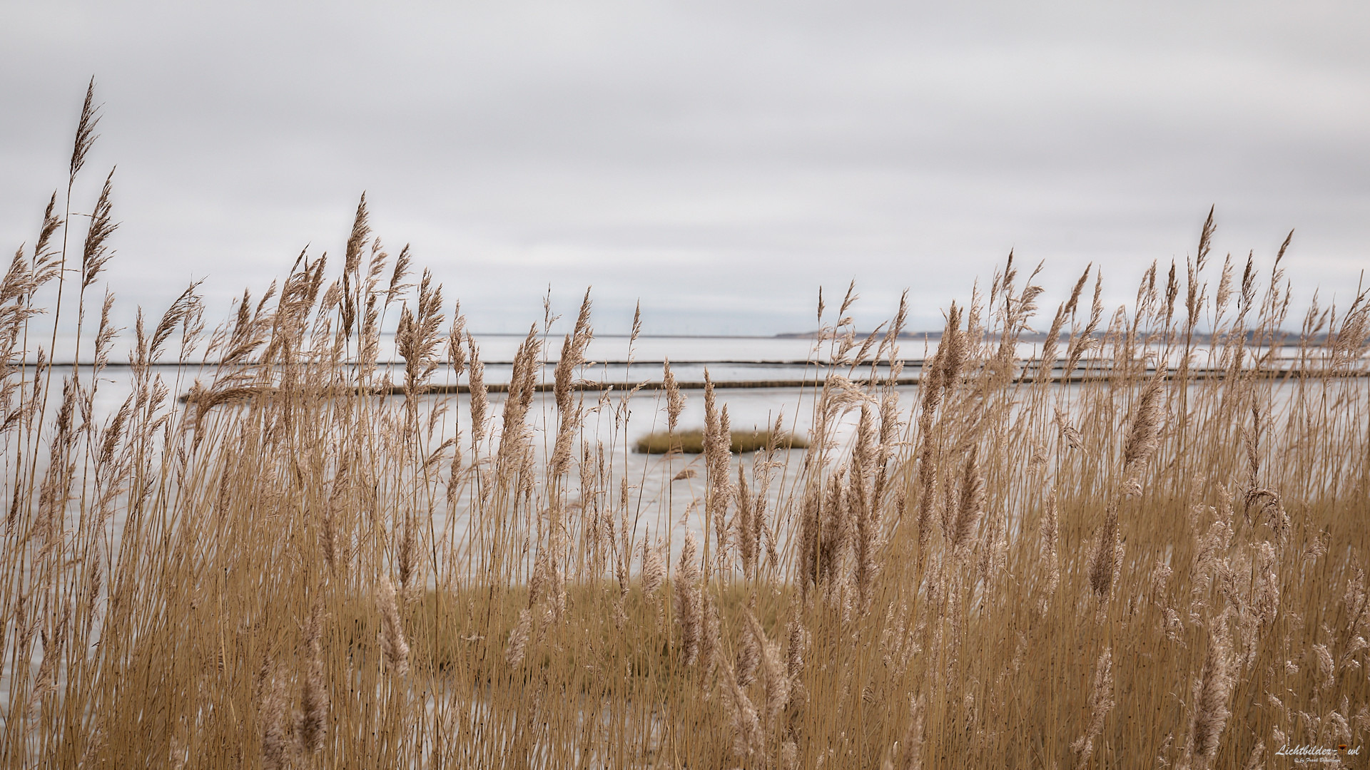Strandhafer