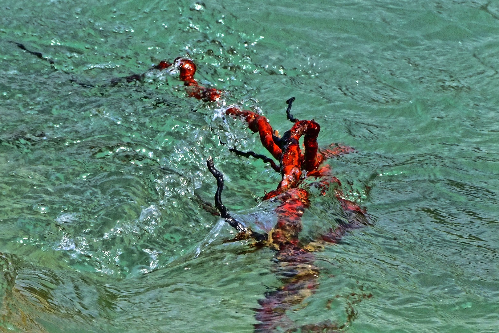 rote Wurzel in der grünen Isar
