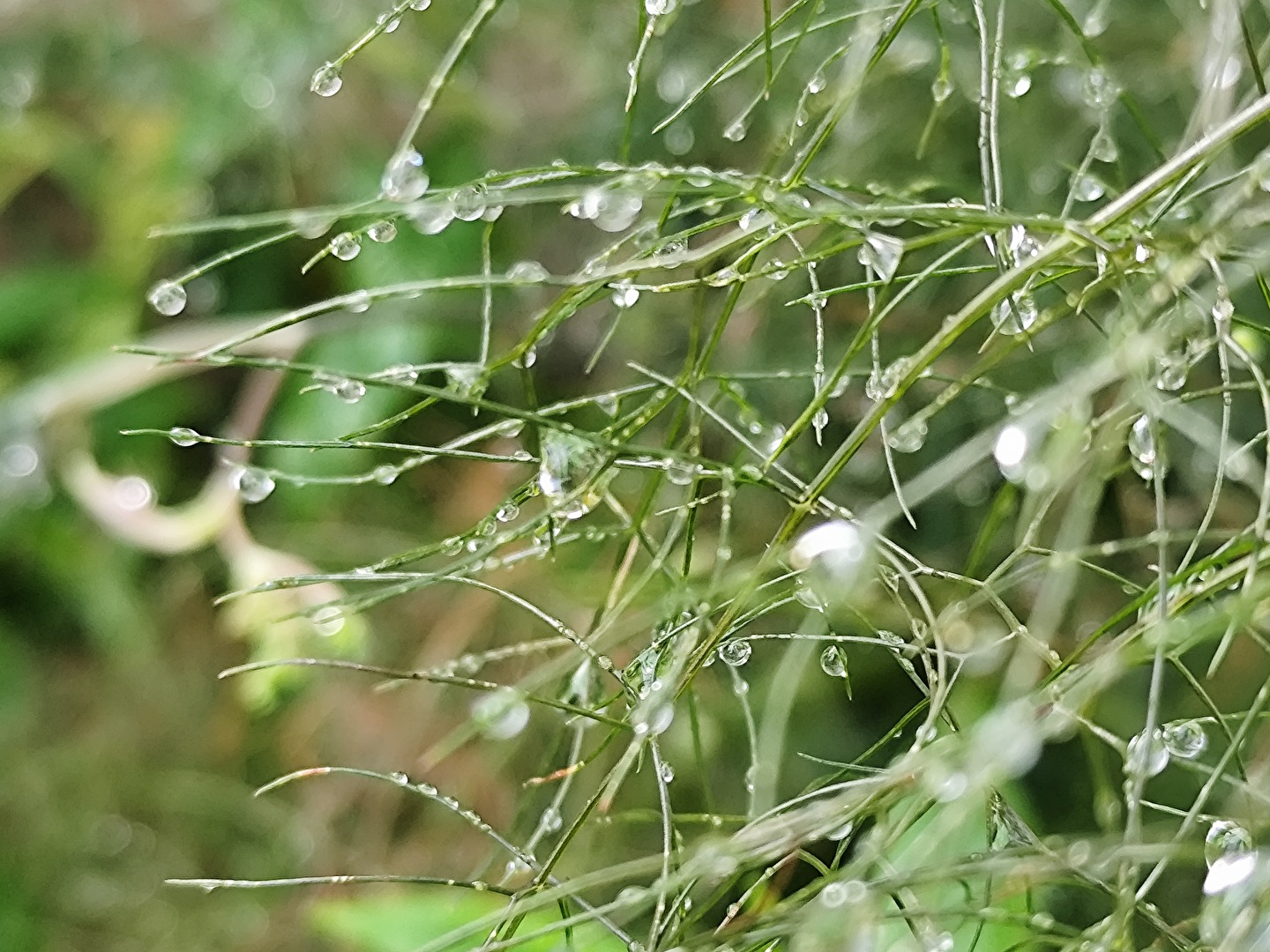 Wassertropfen, viel zu selten