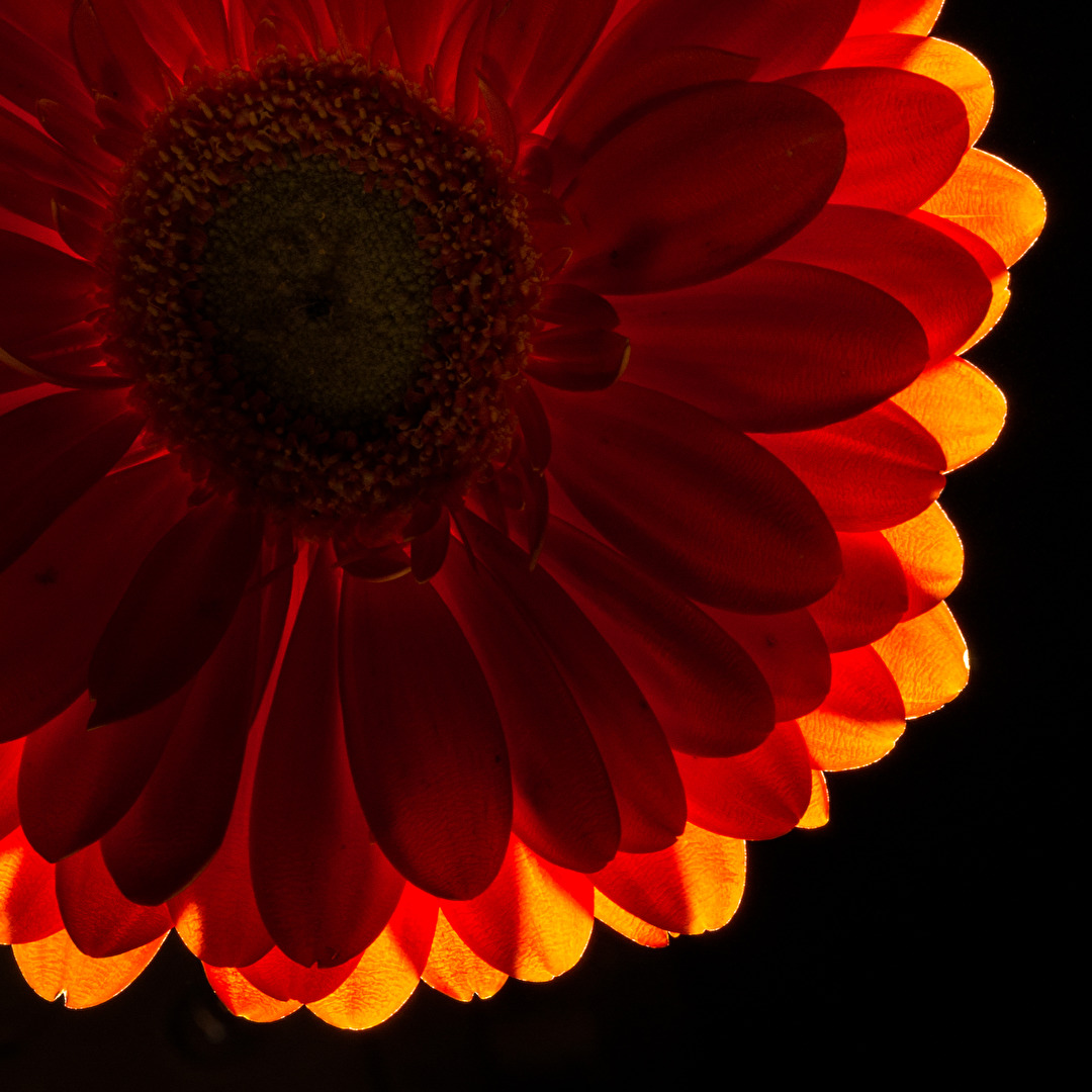 Gerbera