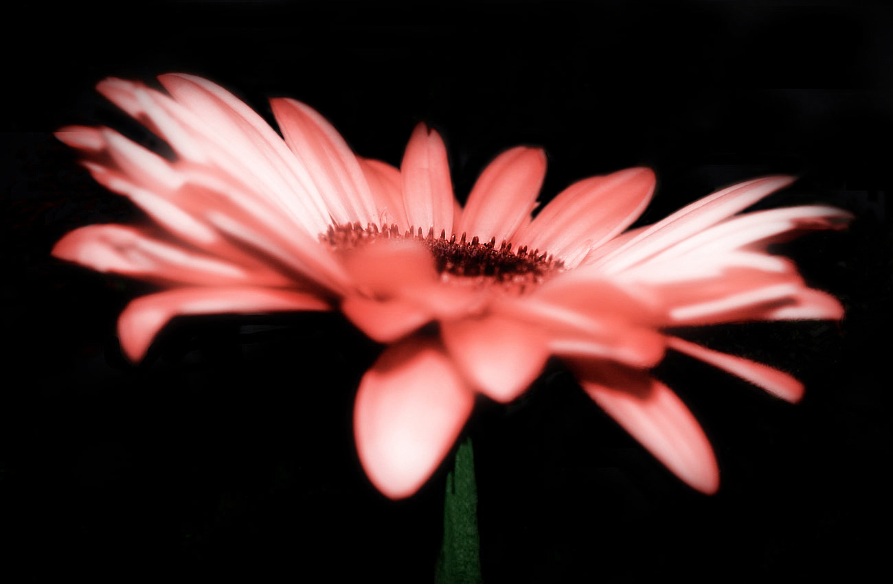 Gerbera...