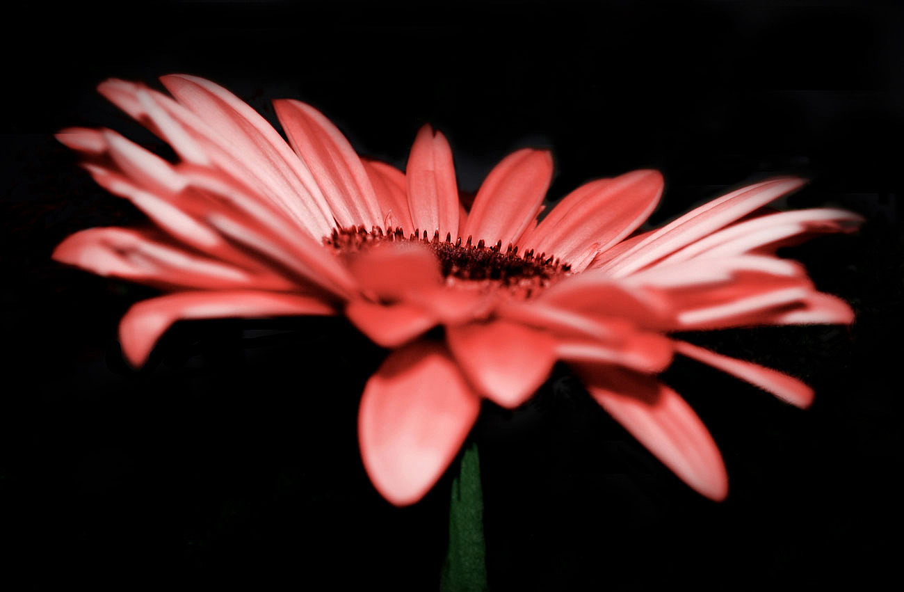 Gerbera...