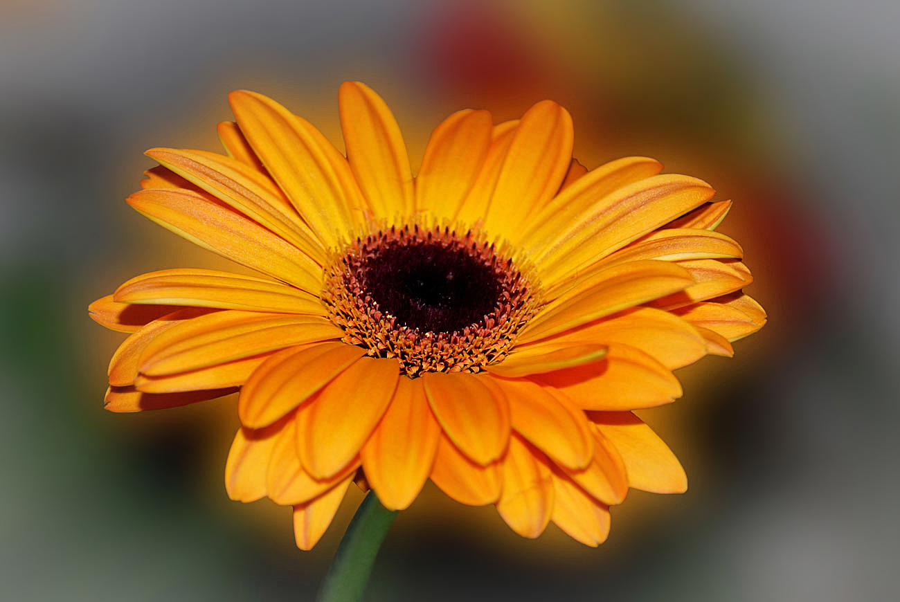 Freistellung Gerbera