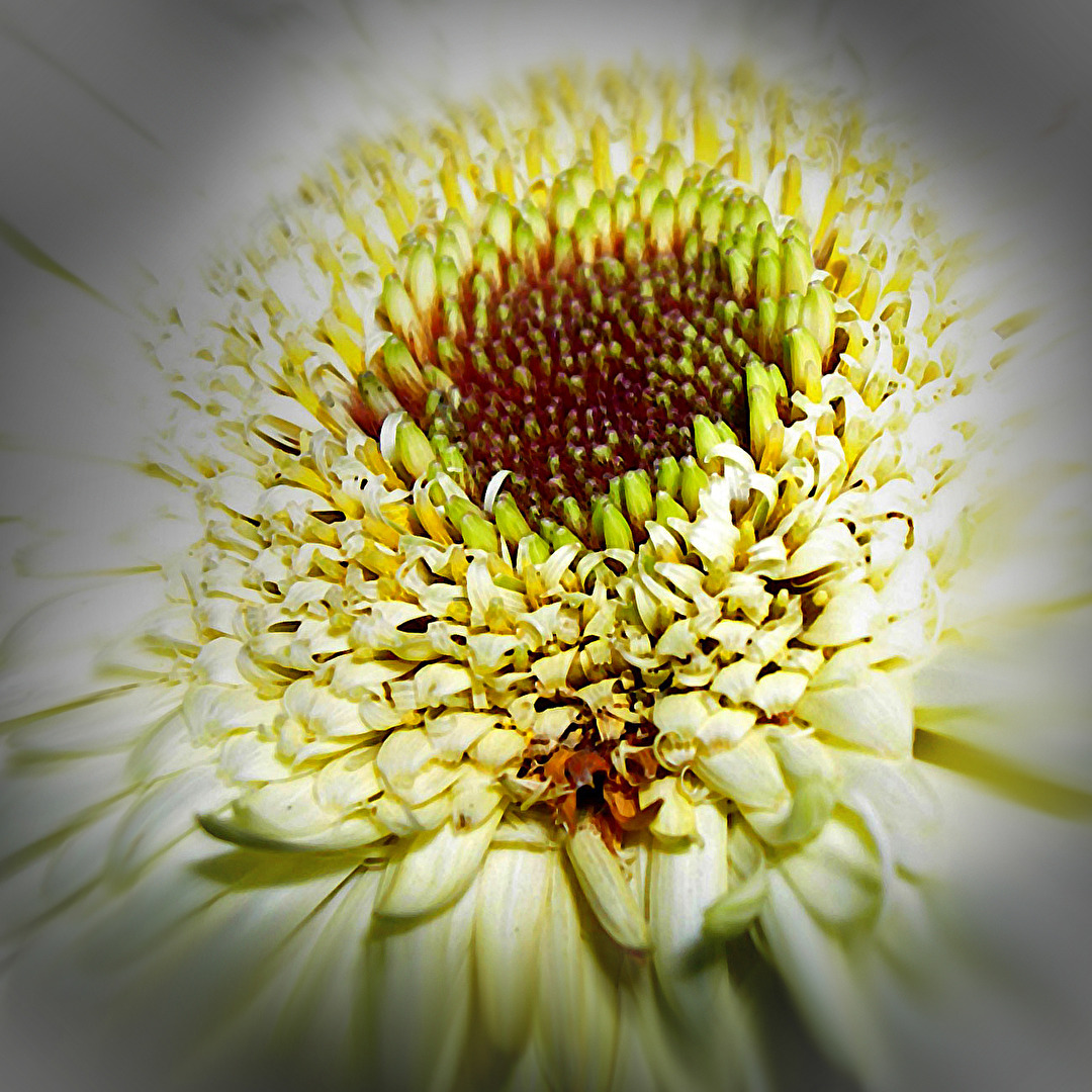 Gerbera