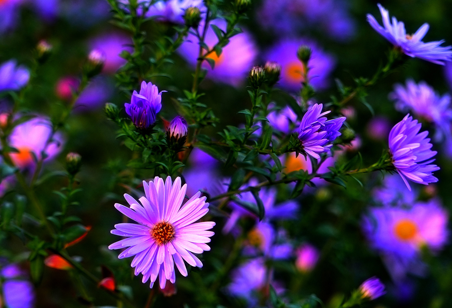 Vielleicht Gerbera