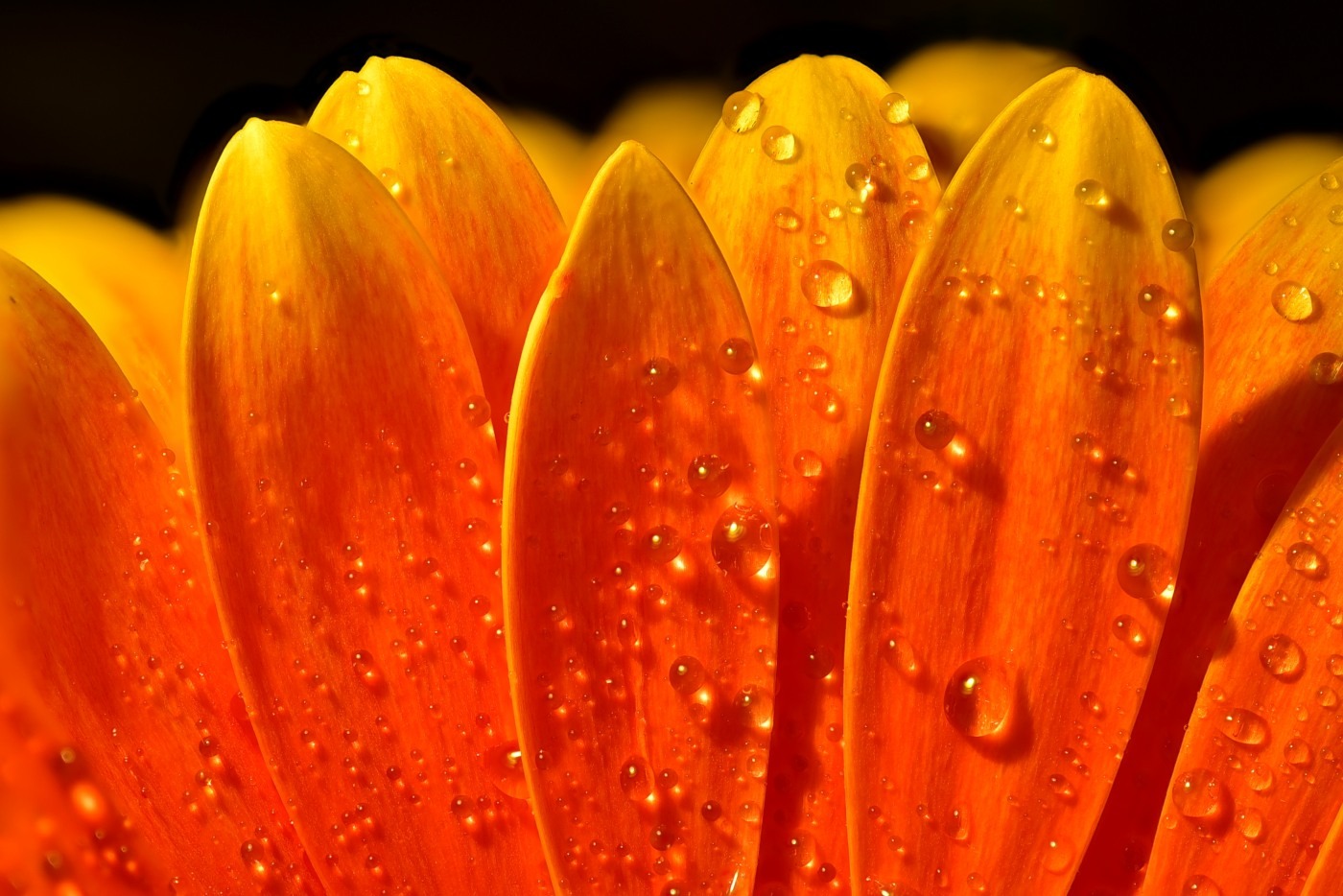 Gerbera