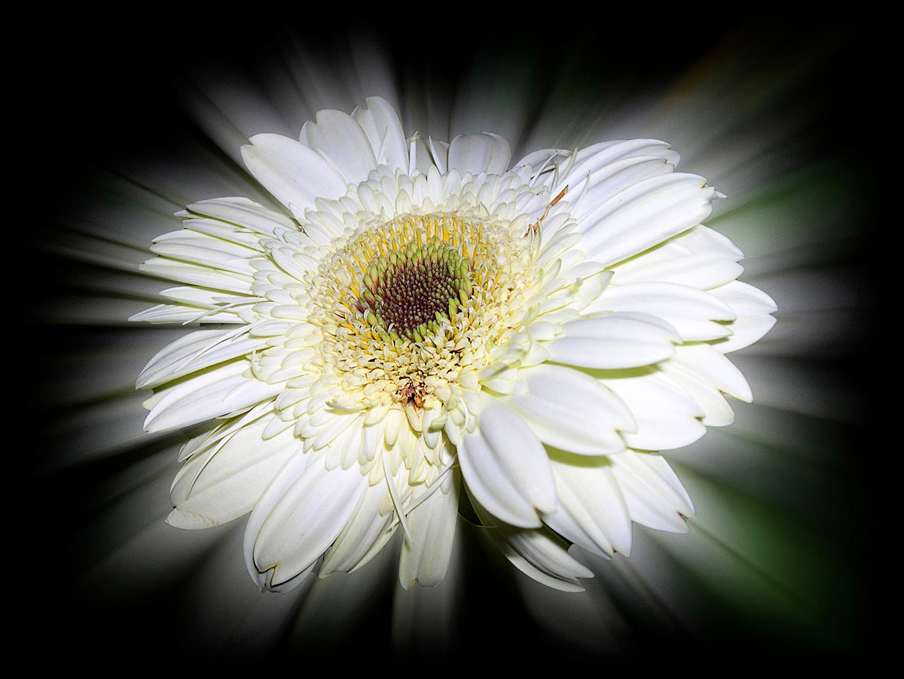 Diese Gerbera darf strahlen...