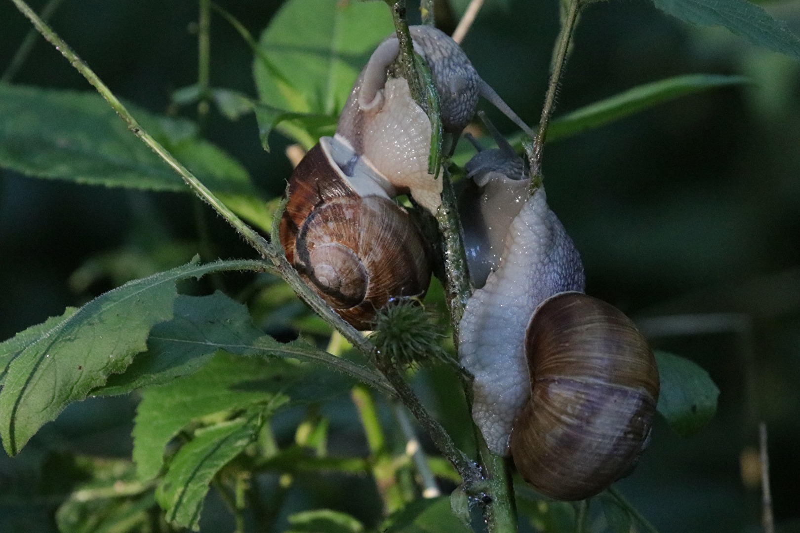 Weinbergschneckenpaar